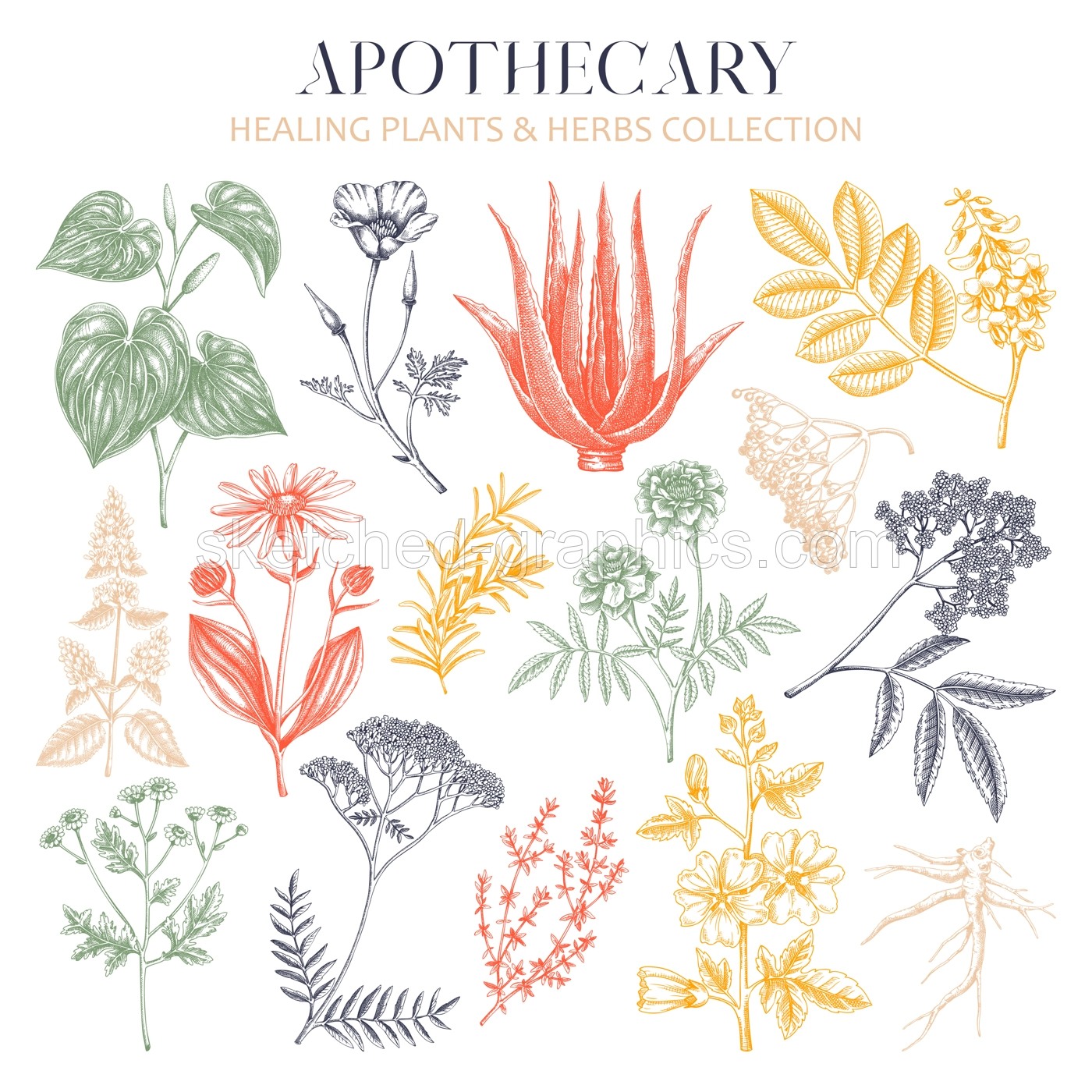 Apothecary plant sketches set. Herbal remedies, medicinal plant, natural medicine hand-drawn vector illustration. Vinatge herbs botanical drawings. NOT AI genereted Illustration